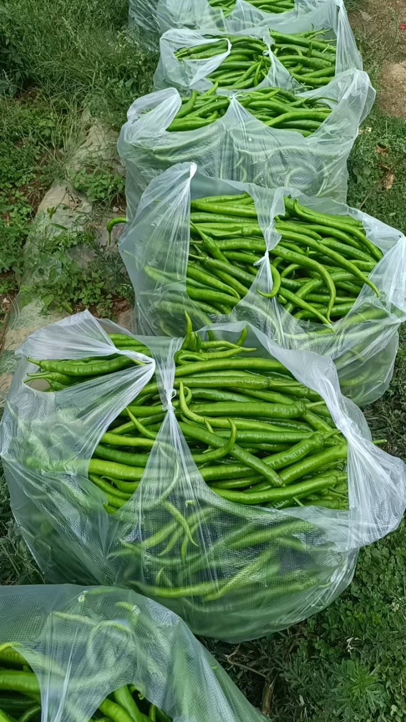 8号软皮青线椒