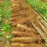 【放心购买】贺州淮山药广西正宗淮山药软糯香甜基地直发
