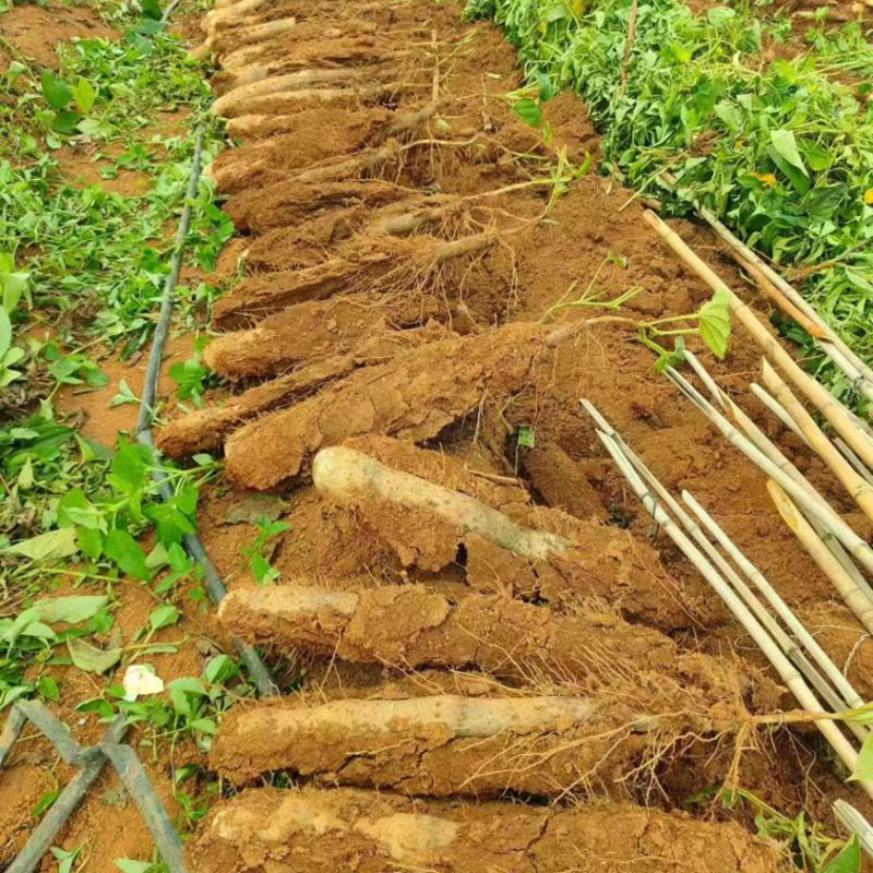 【放心购买】贺州淮山药广西正宗淮山药软糯香甜基地直发