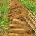 【放心购买】贺州淮山药广西正宗淮山药软糯香甜基地直发