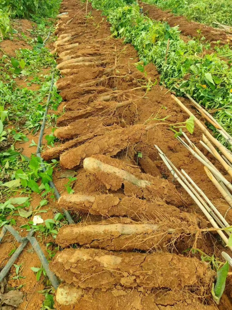 【放心购买】贺州淮山药广西正宗淮山药软糯香甜基地直发