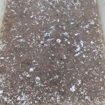 皮皮虾肉泥/手赶皮皮虾肉对接虾滑厂家、饺子厂家欢迎联