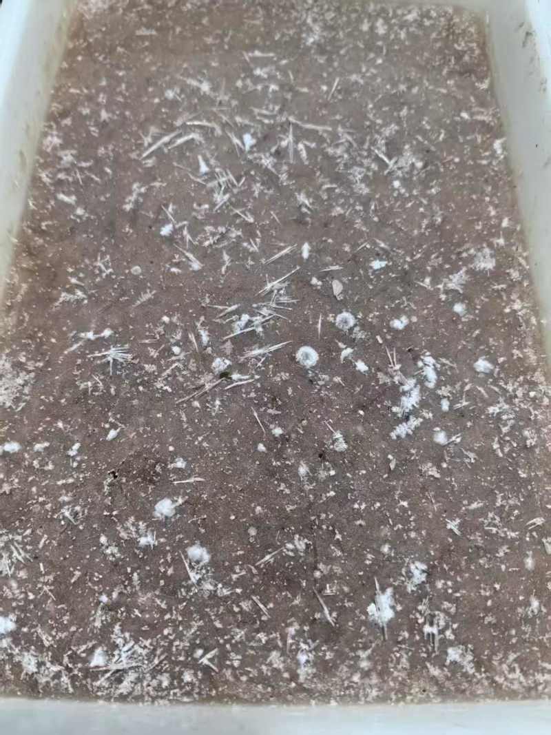 手赶皮皮虾肉，皮皮虾肉泥，对接虾滑、饺子厂家