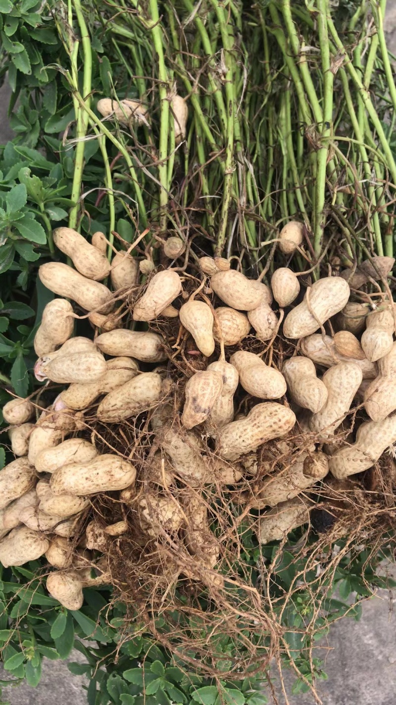 花生海花花生基地直发颗粒饱满量大从优欢迎采购