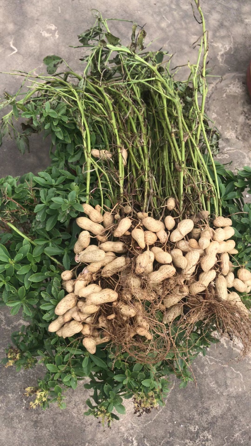 花生海花花生基地直发颗粒饱满量大从优欢迎采购