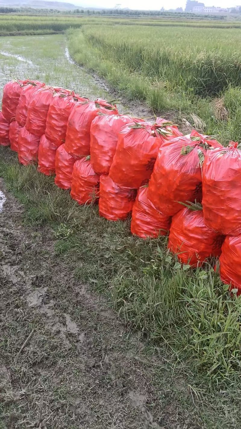 湖南水洗小黄姜带土小黄姜窖藏姜产地直发价格优惠欢迎来电咨询