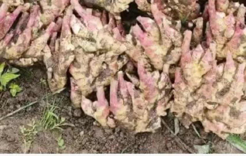 湖南水洗小黄姜带土小黄姜窖藏姜产地直发价格优惠欢迎来电咨询