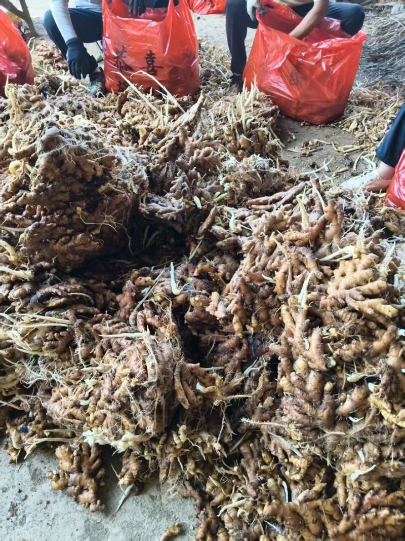 湖南水洗小黄姜带土小黄姜窖藏姜产地直发价格优惠欢迎来电咨询