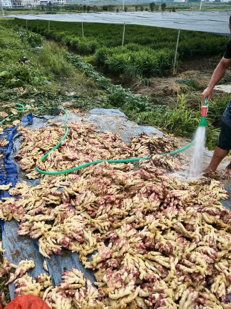 湖南水洗小黄姜带土小黄姜窖藏姜产地直发价格优惠欢迎来电咨询