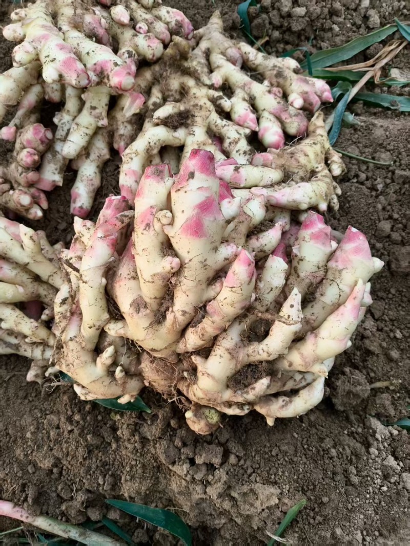 湖南水洗小黄姜带土小黄姜窖藏姜产地直发价格优惠欢迎来电咨询