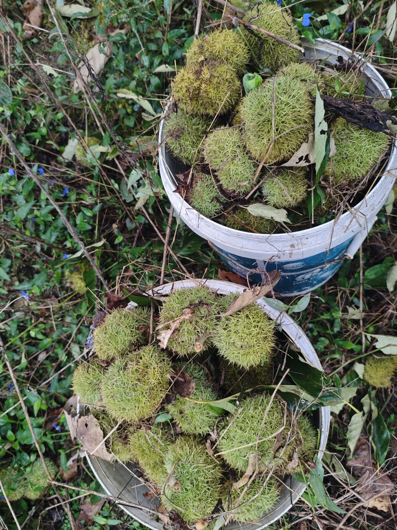 花壳板栗