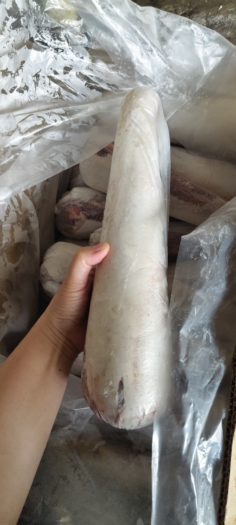 牛舌