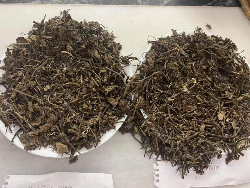仙草高胶质仙人草仙草干胶质含量都达标产地直发诚信经营