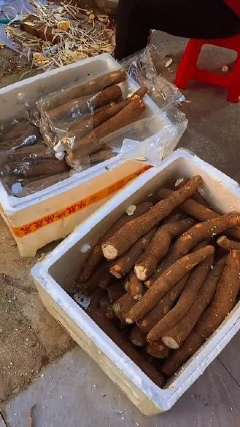 黄心糯木薯