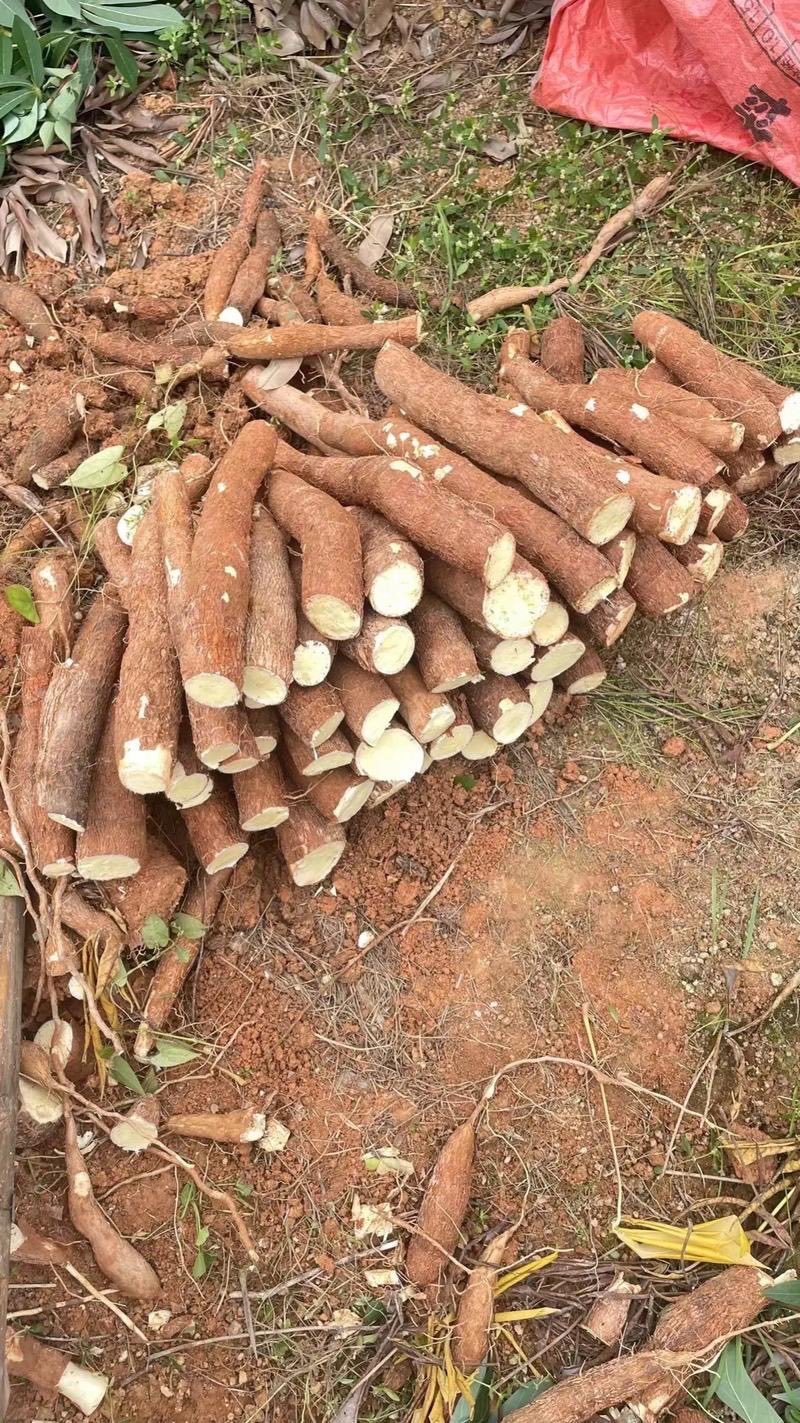 黄心糯木薯