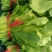 河北精品小白菜，一手货源，产地直发，欢迎来电咨询