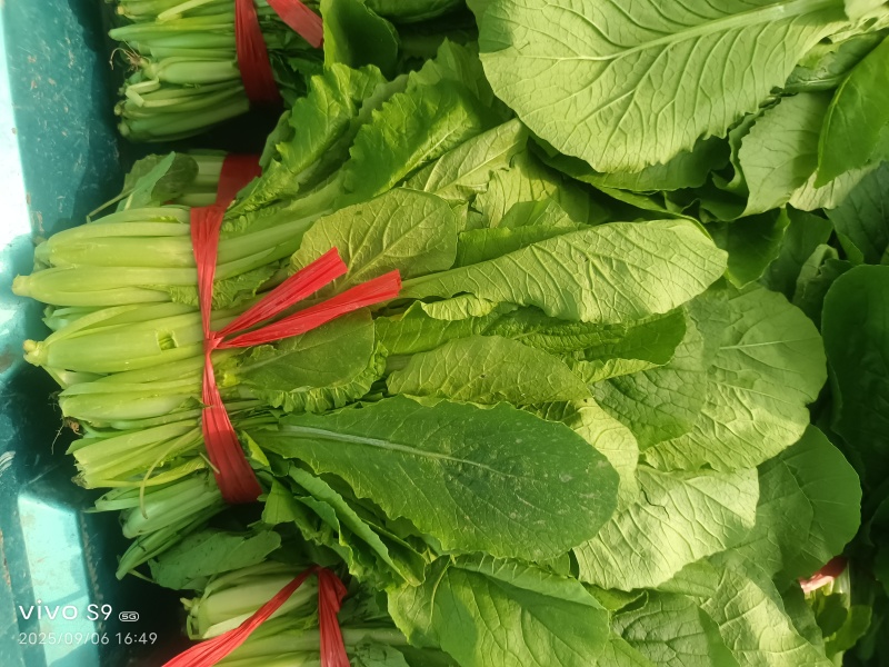 河北精品小白菜，一手货源，产地直发，欢迎来电咨询