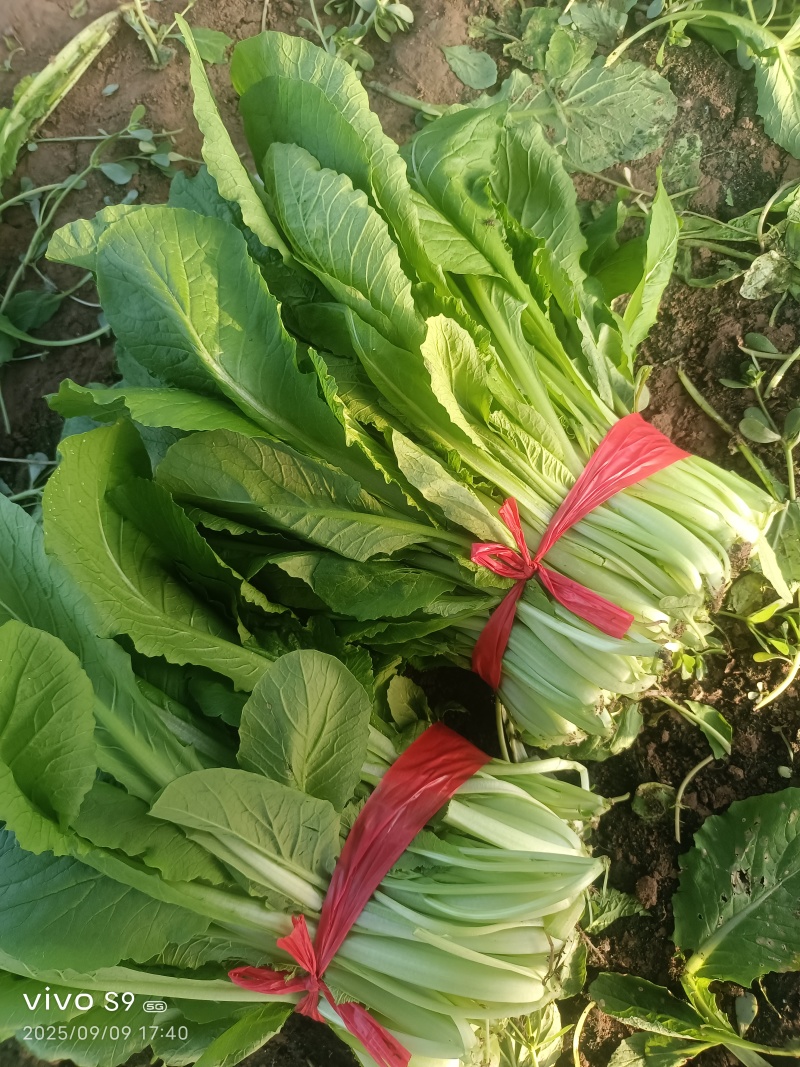 河北精品小白菜，一手货源，产地直发，欢迎来电咨询