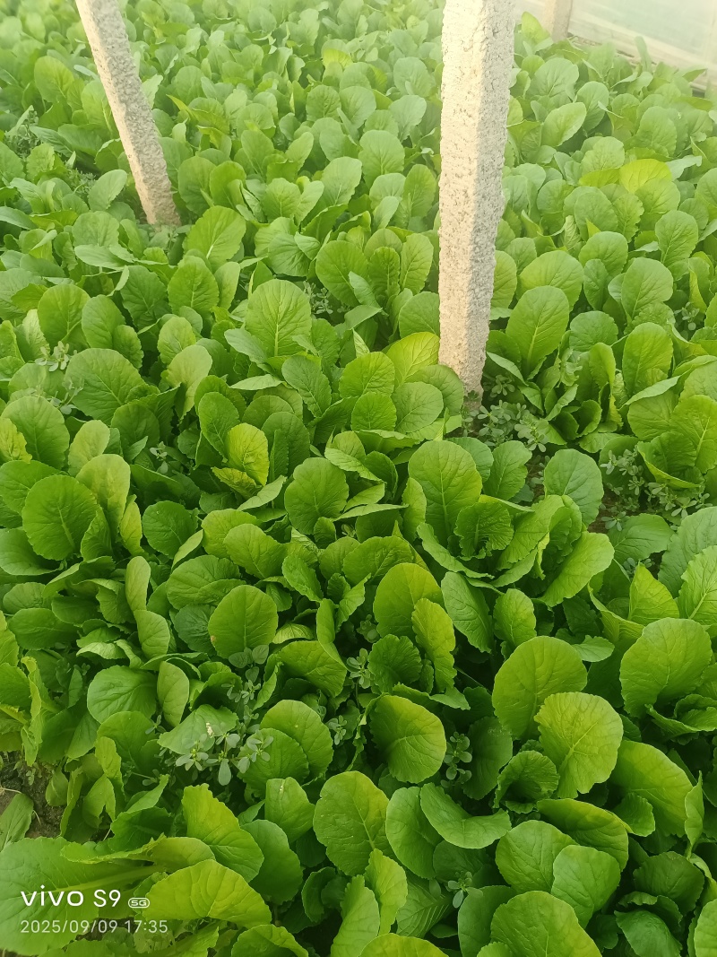 河北精品小白菜，一手货源，产地直发，欢迎来电咨询