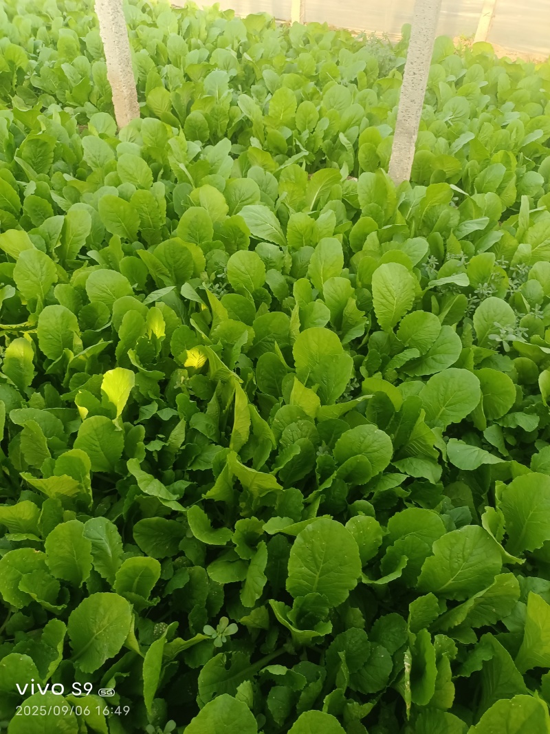 河北精品小白菜，一手货源，产地直发，欢迎来电咨询