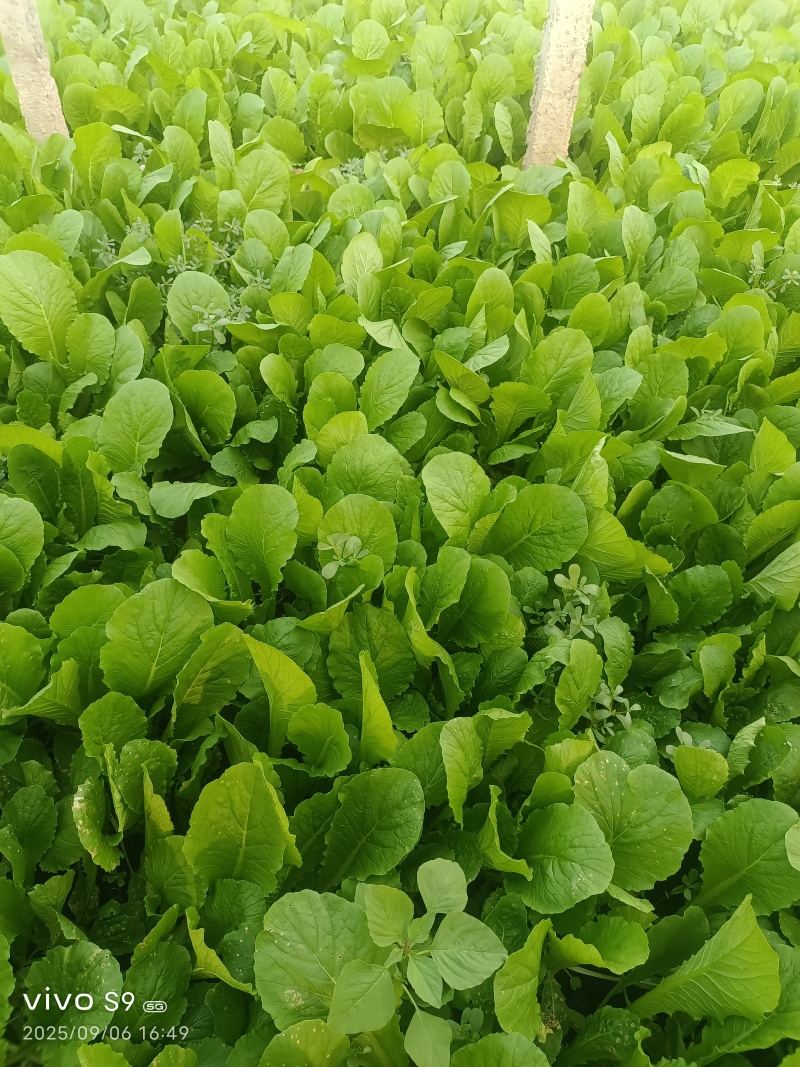 河北精品小白菜，一手货源，产地直发，欢迎来电咨询