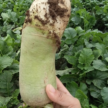 新鲜青萝卜上市