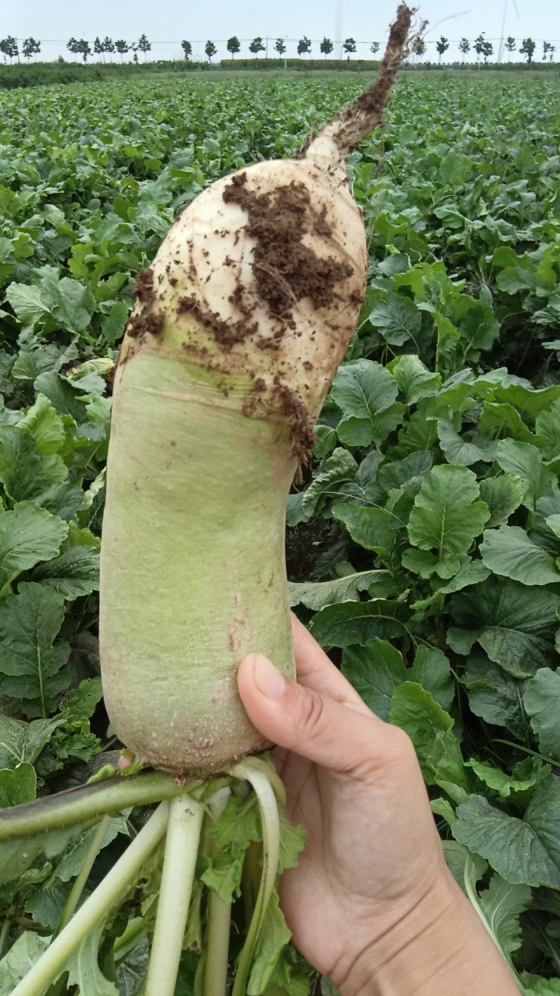 新鲜青萝卜上市