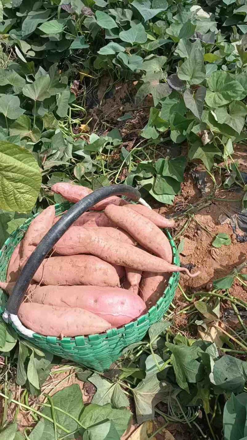 山东红薯烟薯25电商批发现挖现发产地发货量大从优