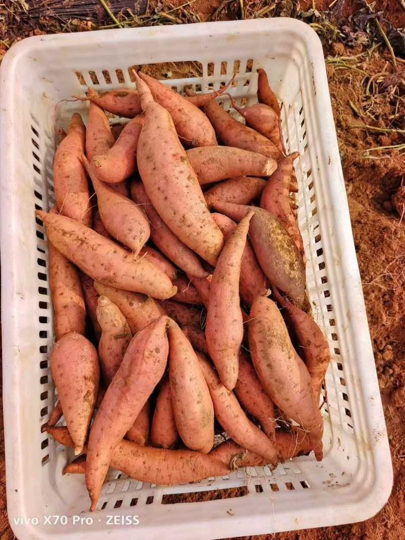 山东红薯烟薯25电商批发现挖现发产地发货量大从优