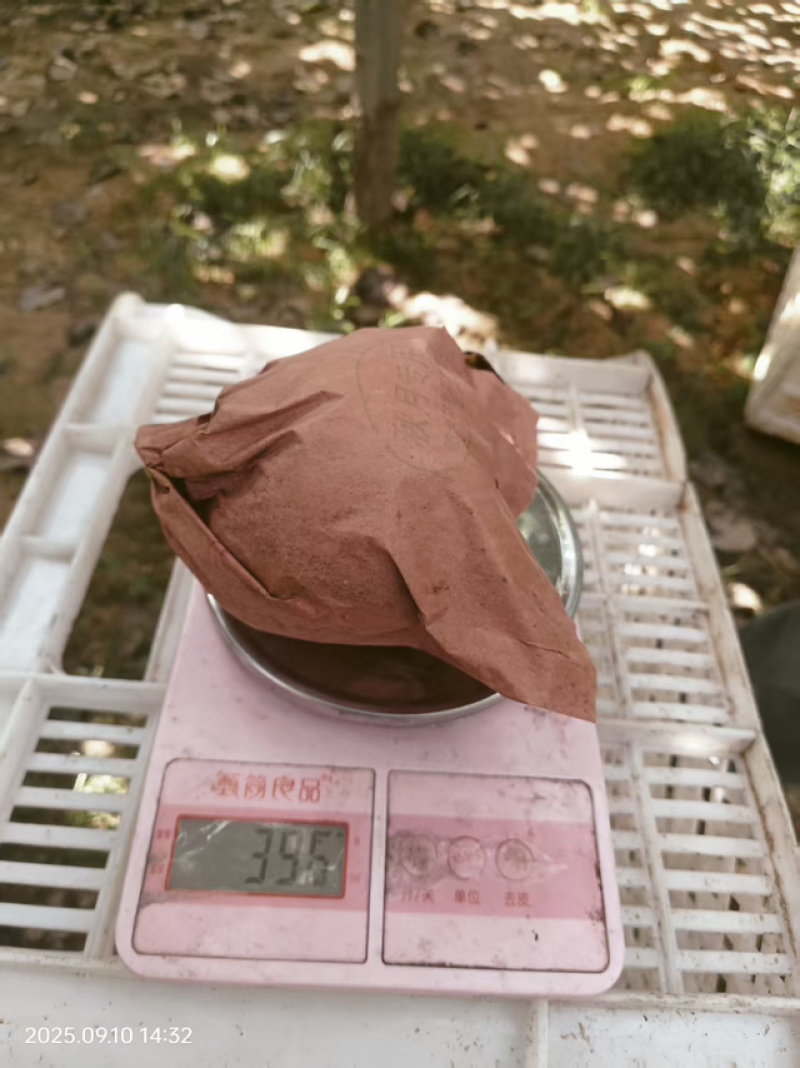 秋月梨量大发货价格合理对接全国欢迎进店
