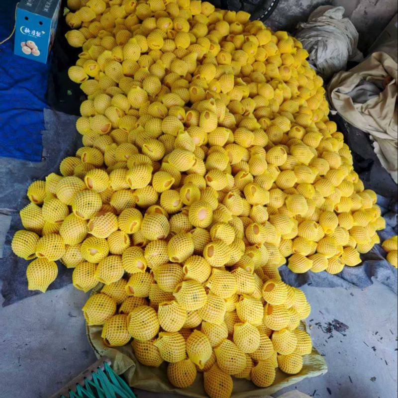 秋月梨量大发货价格合理对接全国欢迎进店
