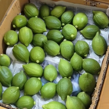 广东香水柠檬一级果