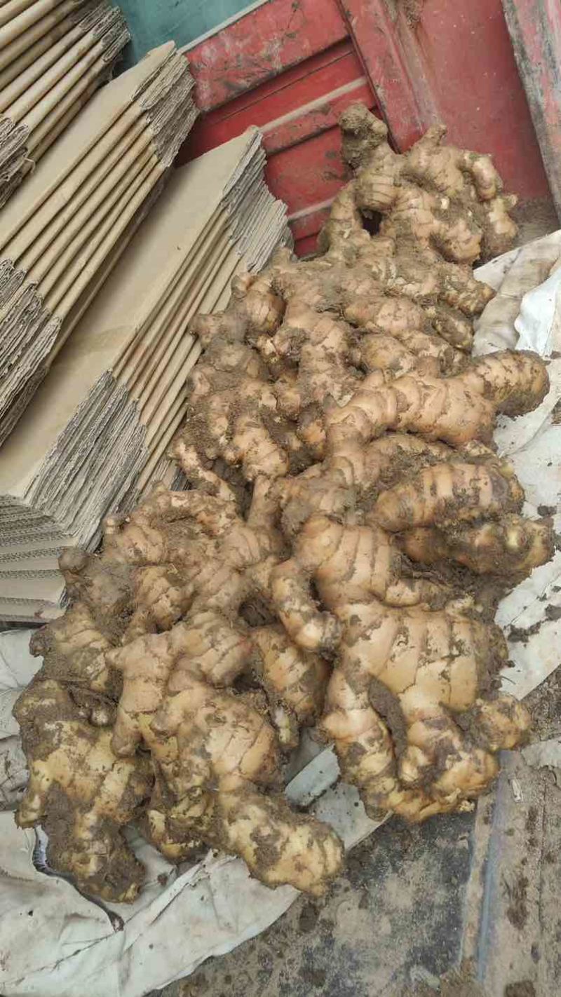 山东优质大黄姜现挖带泥/水洗/风干/窖藏按需加工