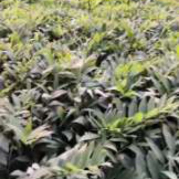 鲜玉竹统货