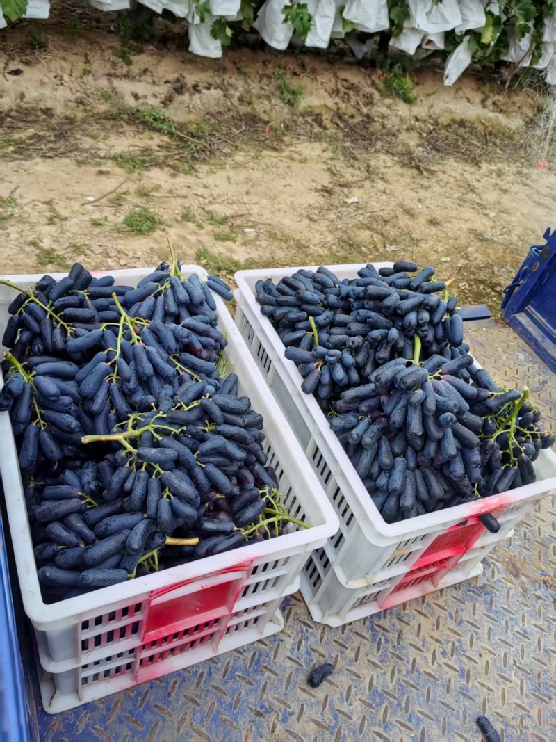 精品蓝宝石葡萄大量走货对接各大市场商超电商加工厂品质
