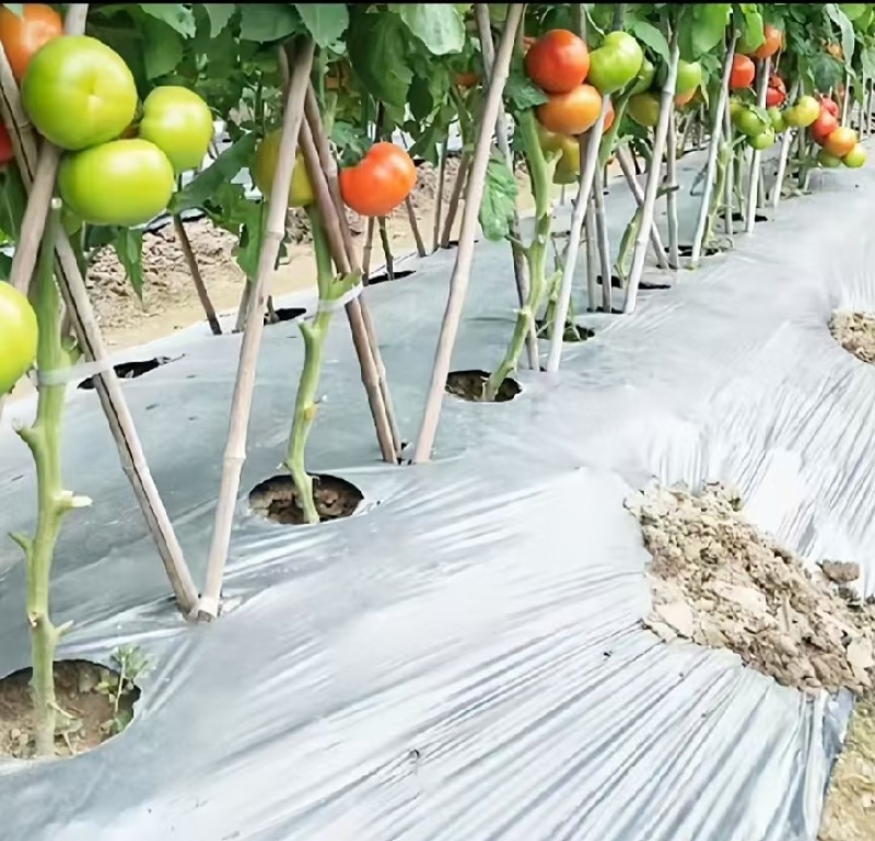 银黑地膜种植专用地膜保湿除草地膜打孔膜黑地膜白地膜