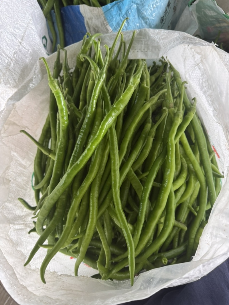 精品青皮线椒产地直发质量保证提供各种打包服务代发全国