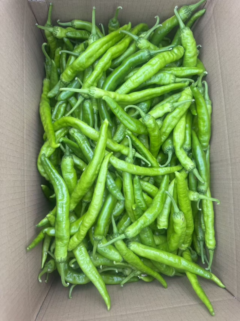 精品湘研55鲜辣椒产地直发一手货源质量保证全国发货