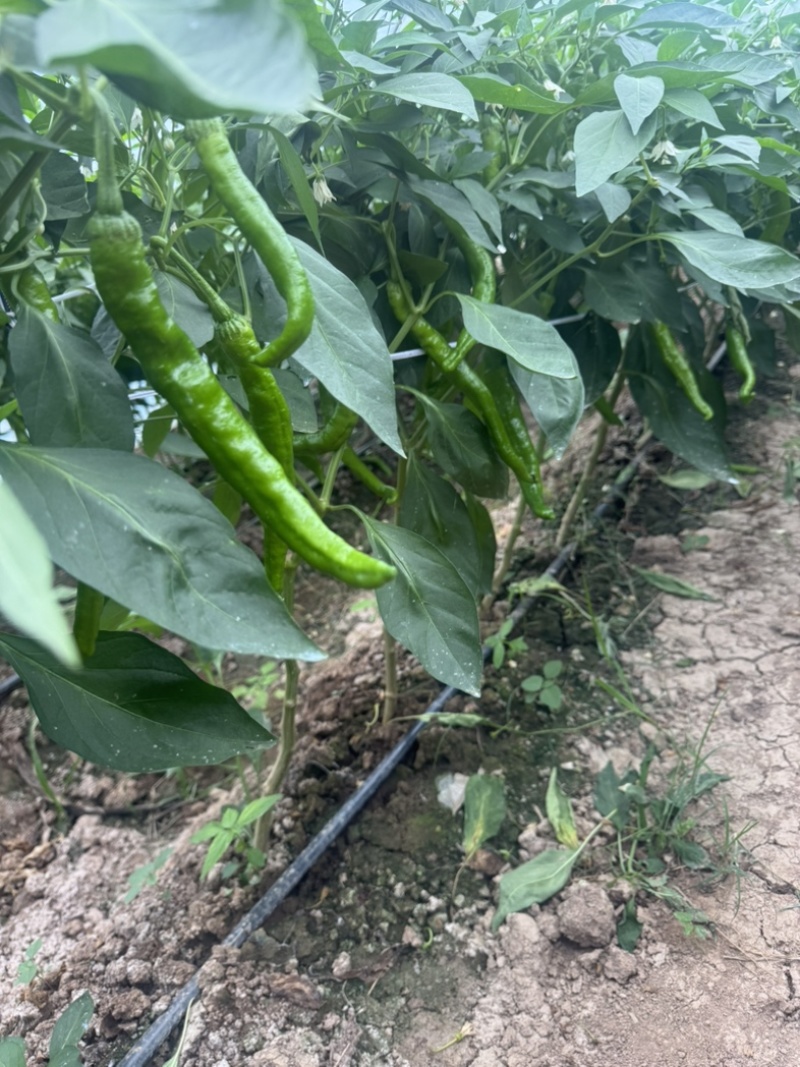 精品湘研55鲜辣椒产地直发一手货源质量保证全国发货