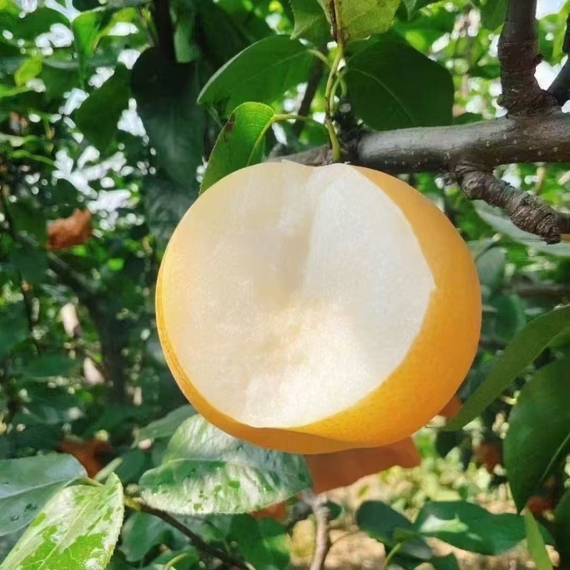 【金秋梨】精品梨湖南产地价格美丽对接全国市场商超电商视频