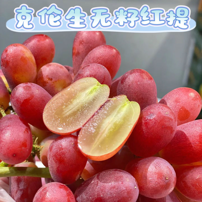 精品克伦生葡萄大量供应可视频看货欢迎来电采购