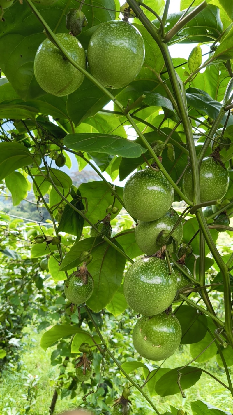 云南文山黄金百香果