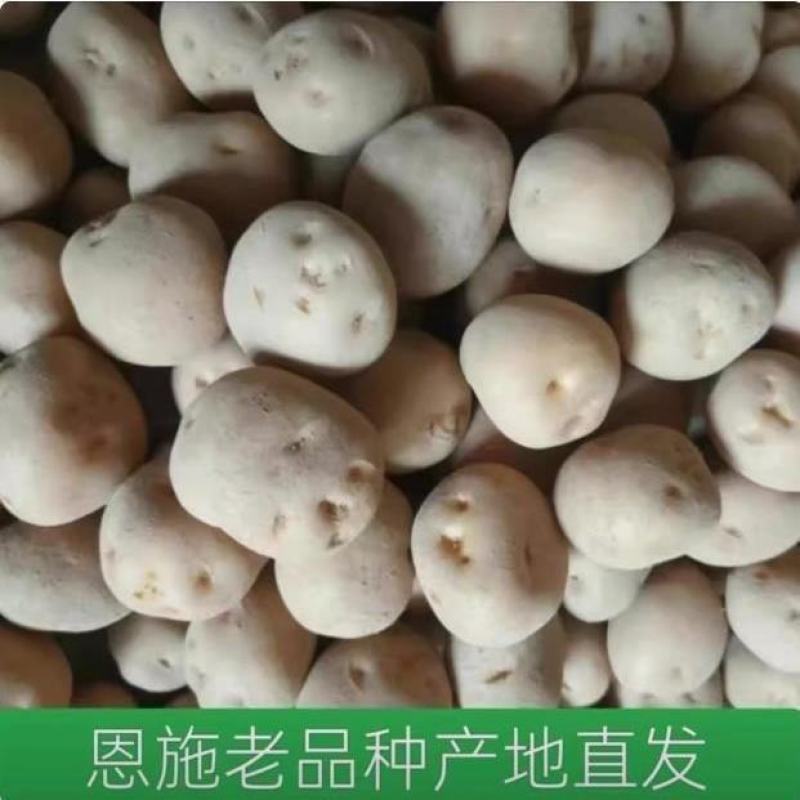 正宗恩施高山农户马尔科土豆