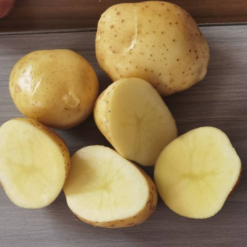 大丰土豆现货产地直发