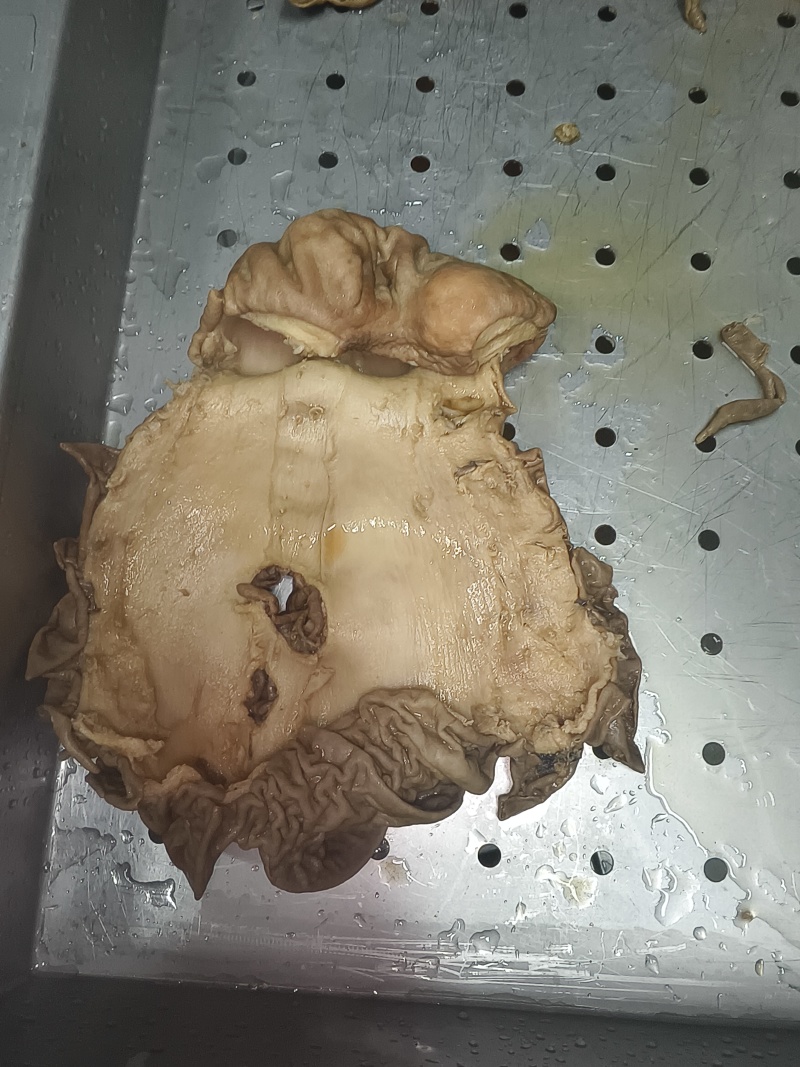 五香牛散带