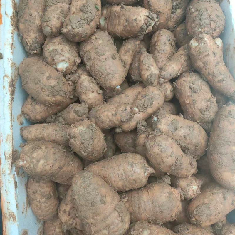 杂交麻大量上市现挖现发品质保证欢迎来电洽谈诚信经营