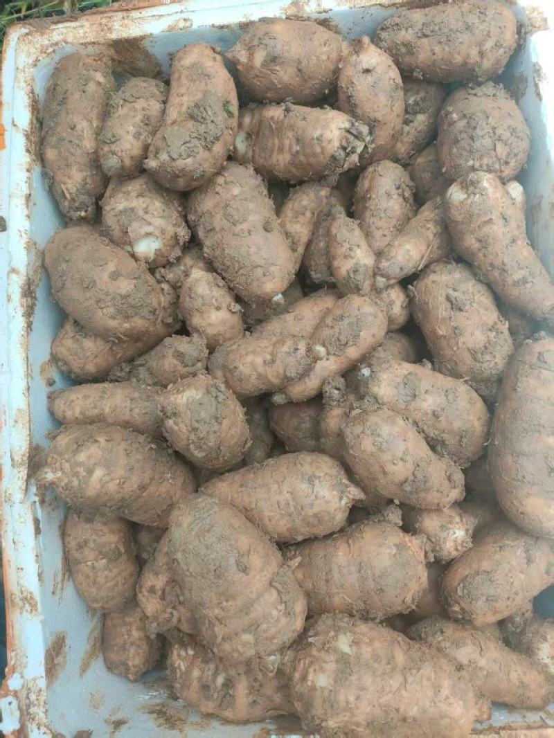 精品天麻大量供应对接全国市场品质保证量大价优欢迎来电