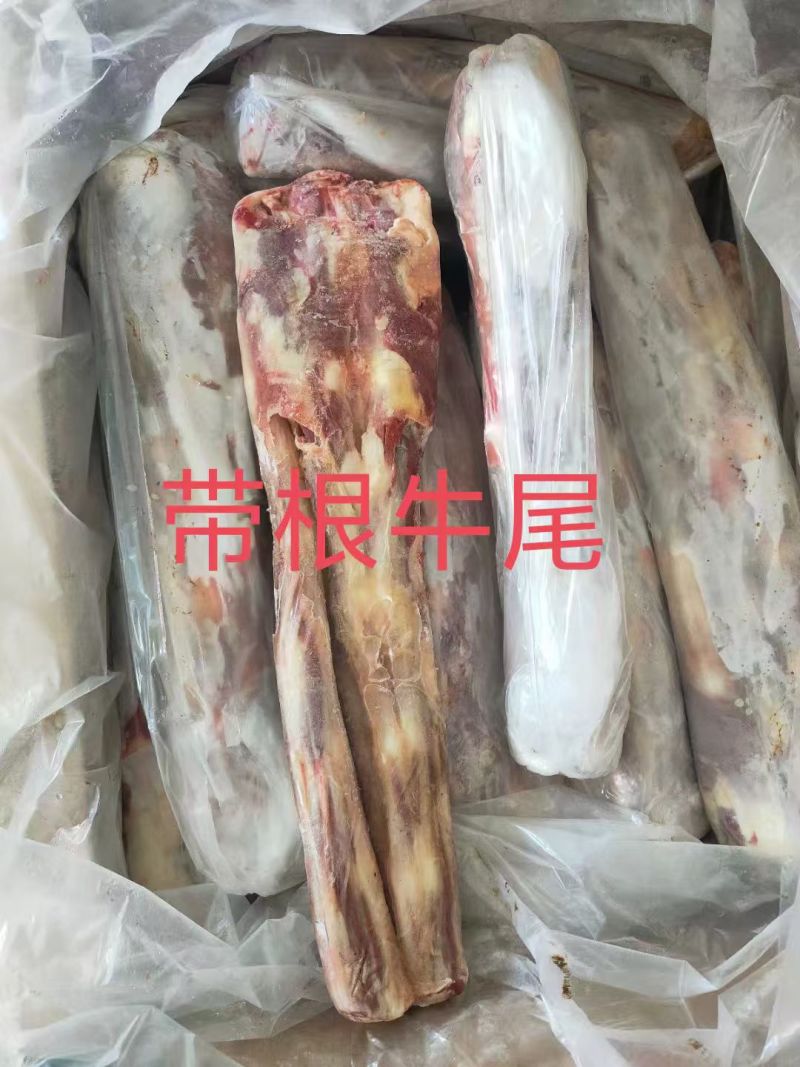 带根牛尾
