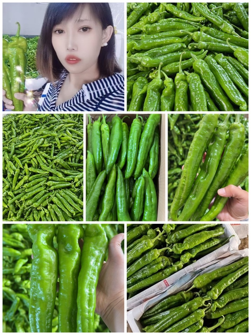 山东青椒301尖椒【原产地】对接，市场，超市电商保质保量！