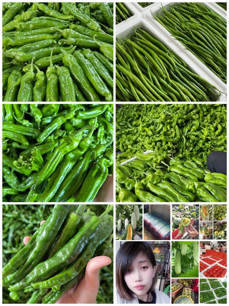 山东青椒301尖椒【原产地】对接，市场，超市电商保质保量！